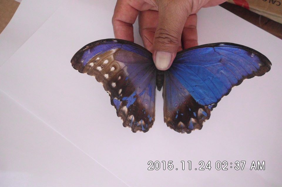 Morpho didius (gynandromorph, unmounted) 1 (Internet Image property of respective owner, non-commercial use only)